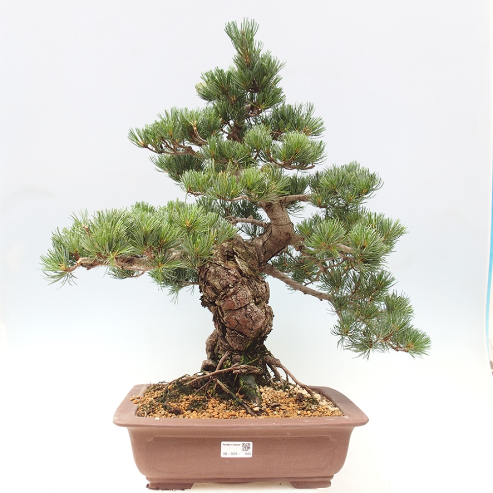 Bonsai für draußen - Pinus parviflora - Pinus parviflora