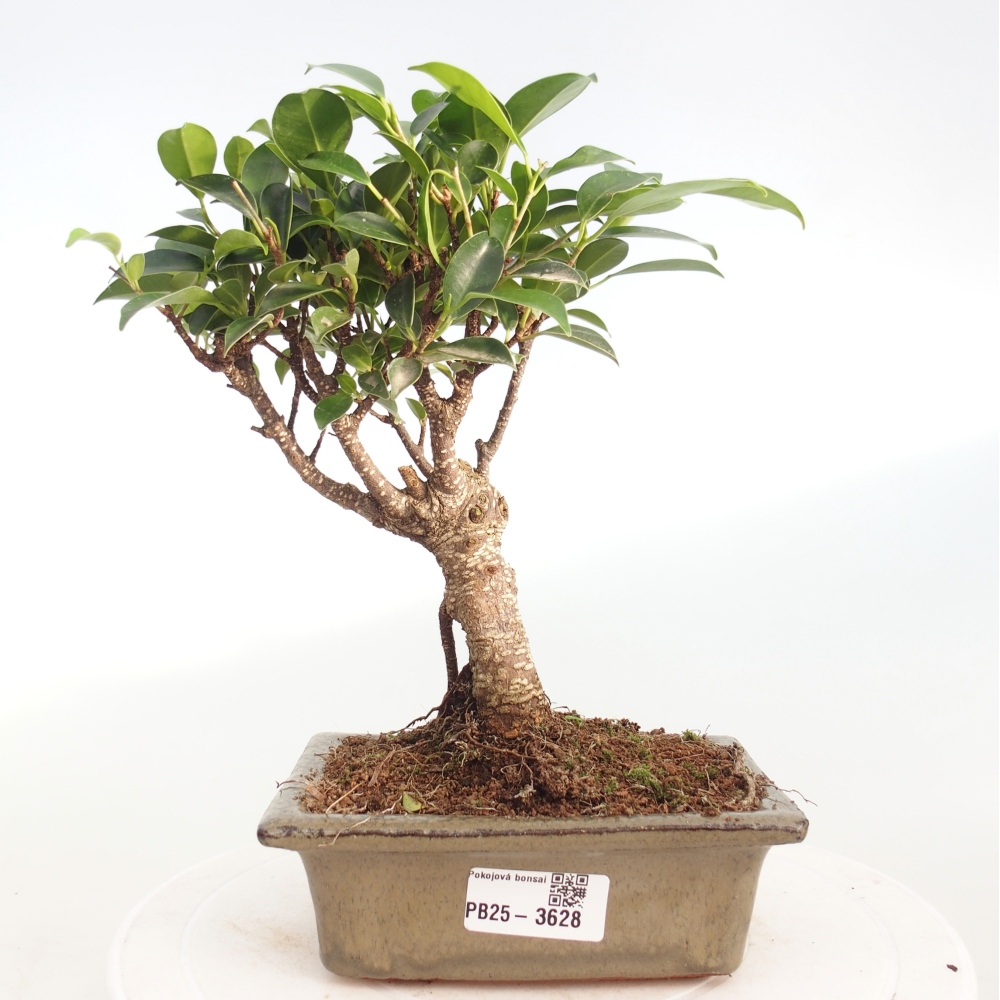 Zimmerbonsai - Ficus retusa - Kleinblättriger Ficus