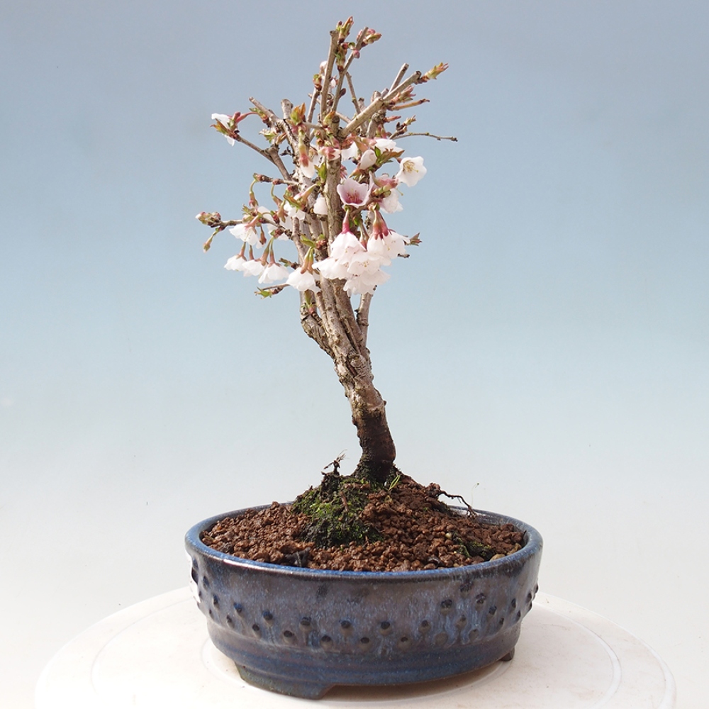 Bonsai im Freien - Prunus incisa Kojou-no mai-Pflaume geschnitten