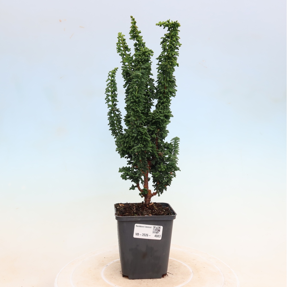Bonsai für draußen - Cham. obtusa SEKKA HINOKI - Zypresse