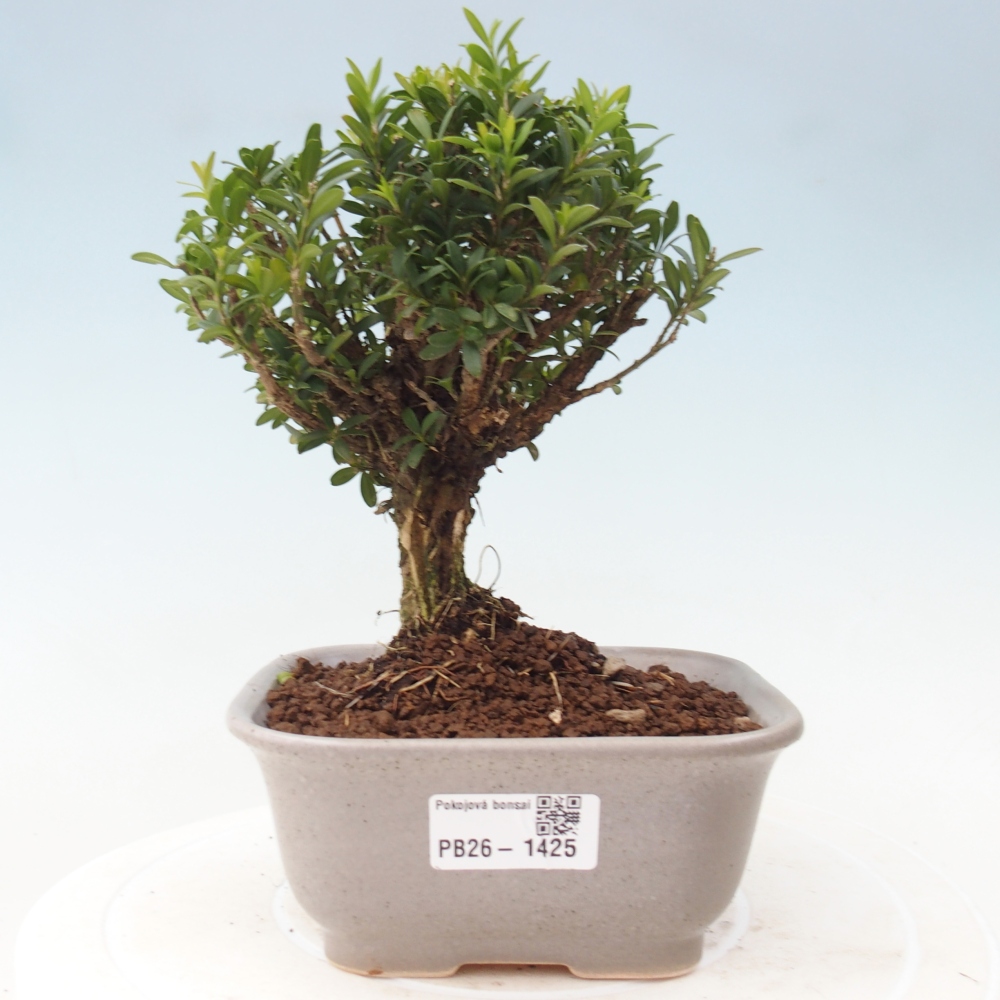 Zimmer Bonsai - Buxus harlandii - Korkbuxus