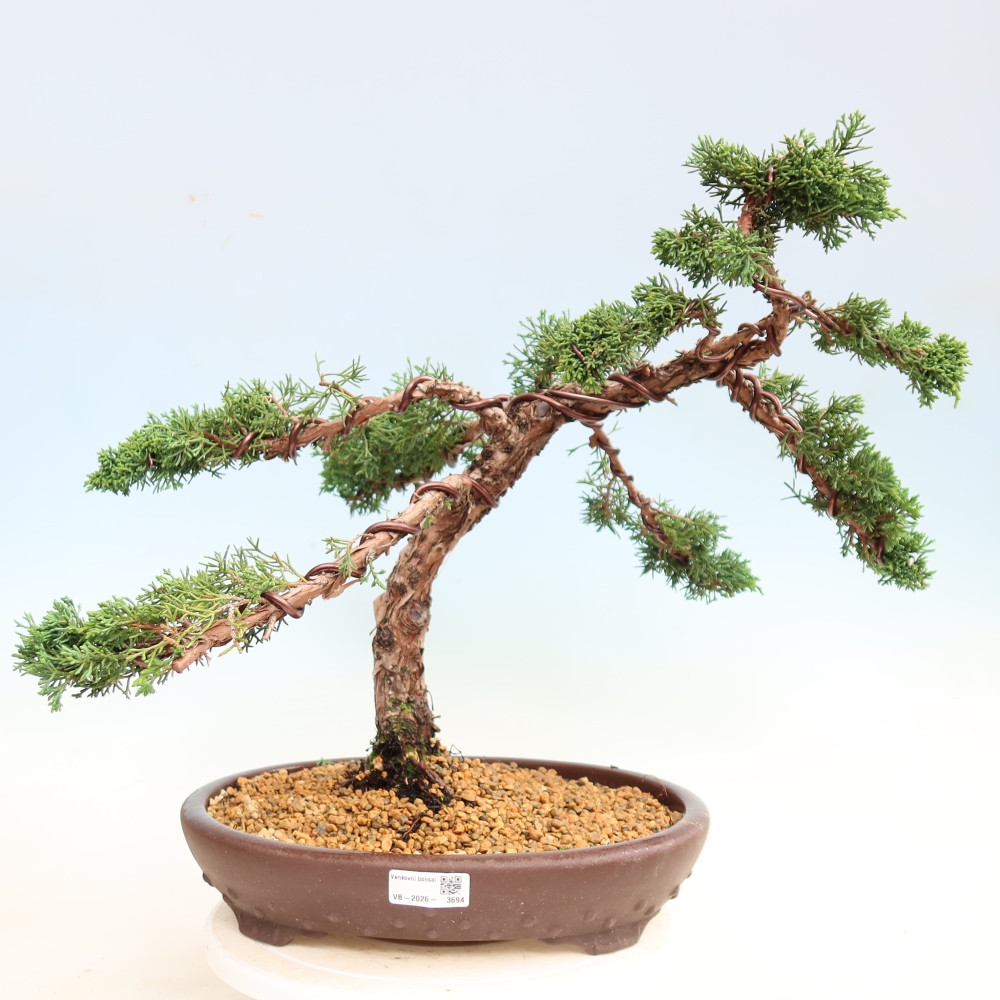 Bonsai für draußen - Juniperus chinensis Kishu