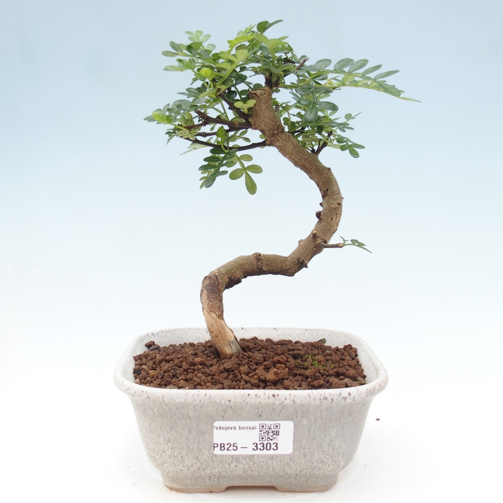 Zimmerbonsai - Zantoxylum piperitum - Pfefferminze