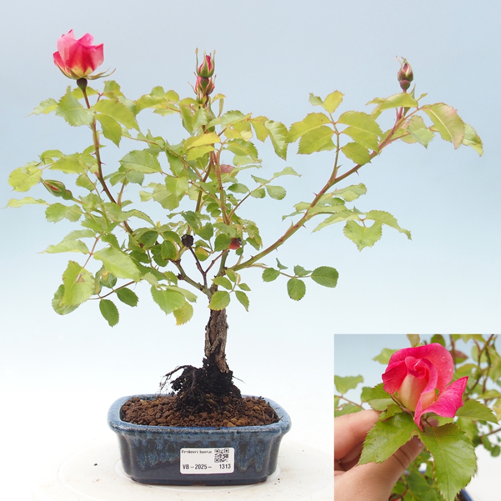 Freilandbonsai - Rosa Kordes -  Rose