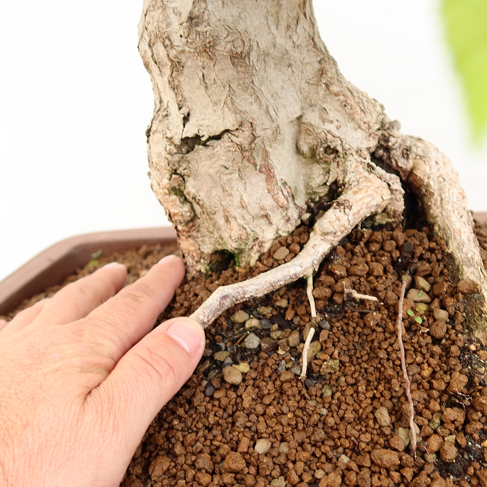 Bonsai im Freien - Carpinus Coreana - Koreanische Hainbuche
