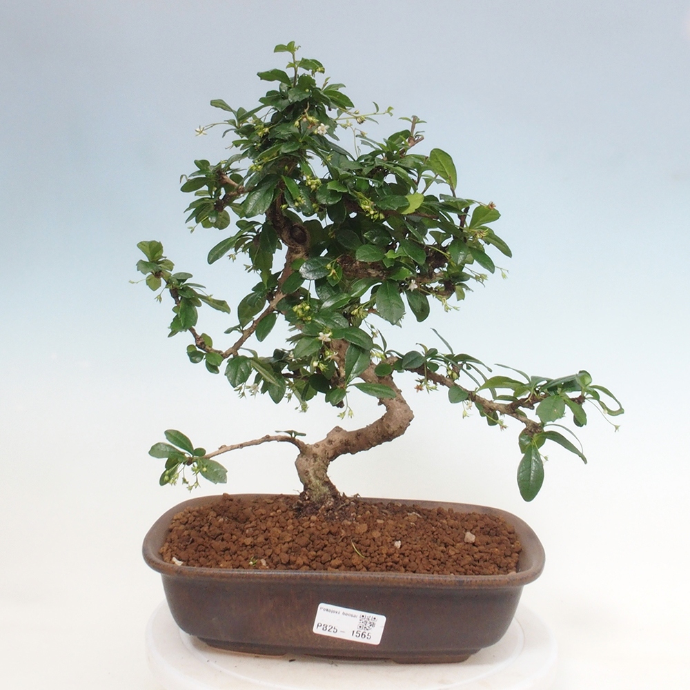 Zimmer Bonsai - Carmona macrophylla - Tea Fuki