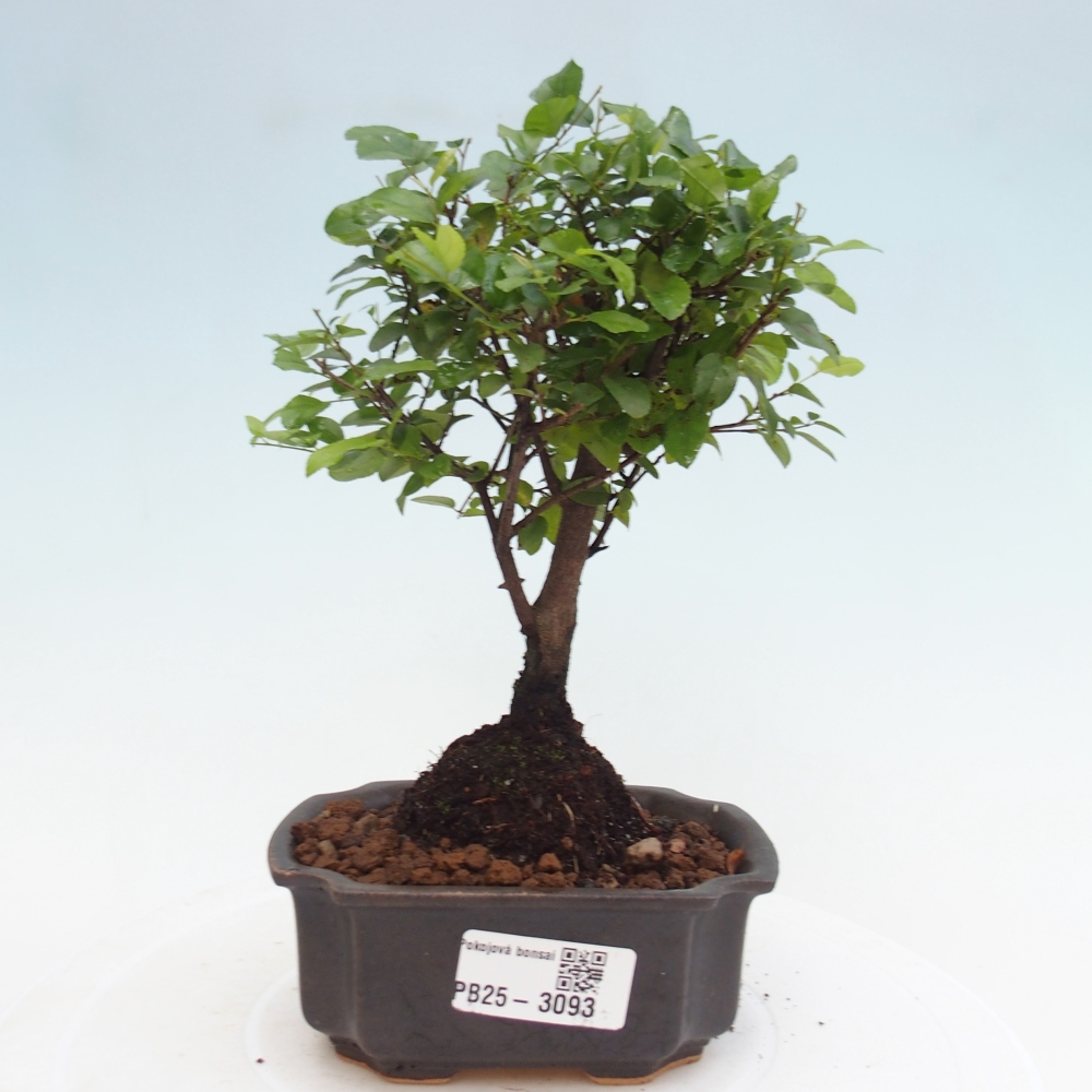 Indoor Bonsai - Sagerécie Thea - Sagerécie Thea