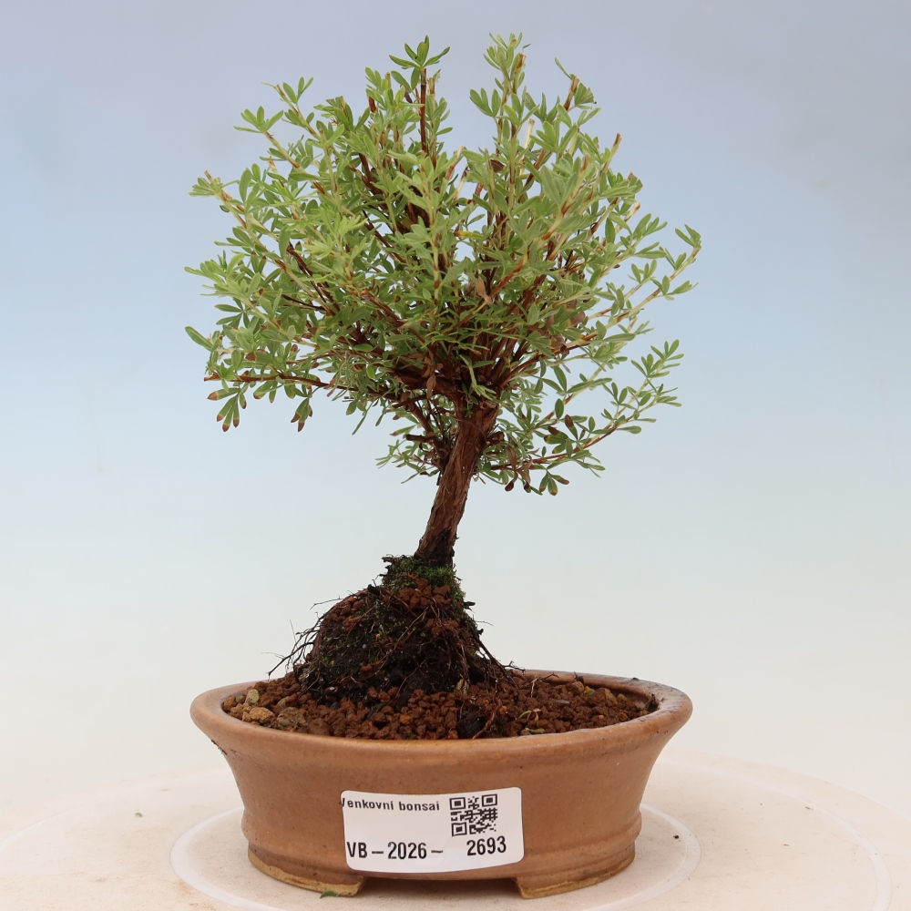 Bonsai für den Außenbereich – Strauch-Fingerkraut – Potentilla fruticosa „Goldkissen“