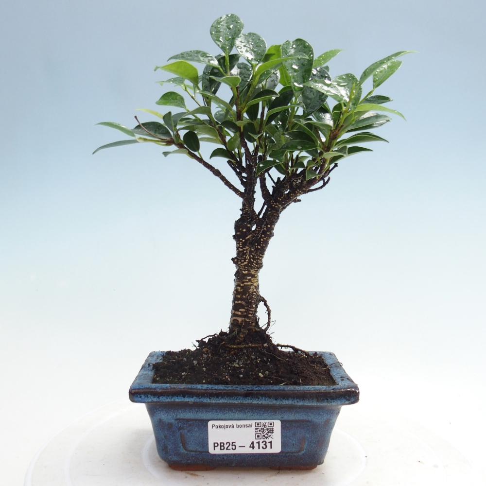 Zimmer Bonsai Ficus retusa kimmen