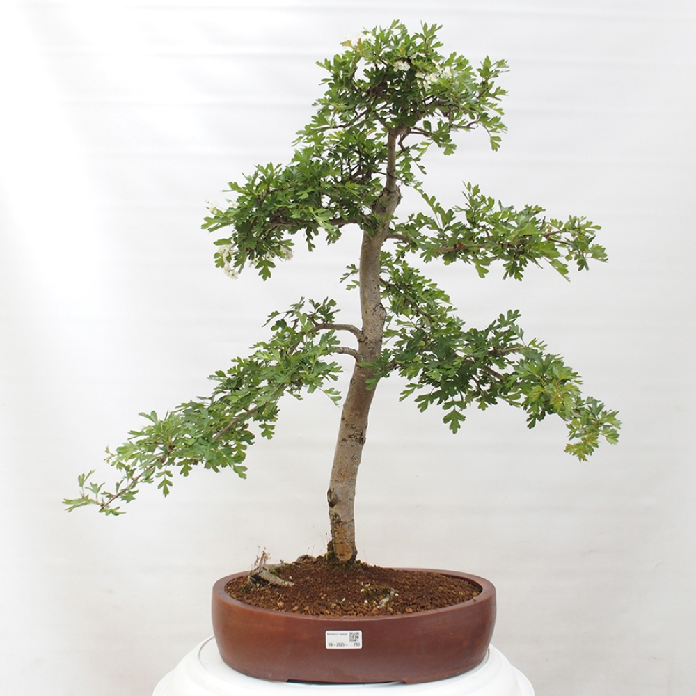 Bonsai im Freien - Weißdorn - Crataegus monogyna