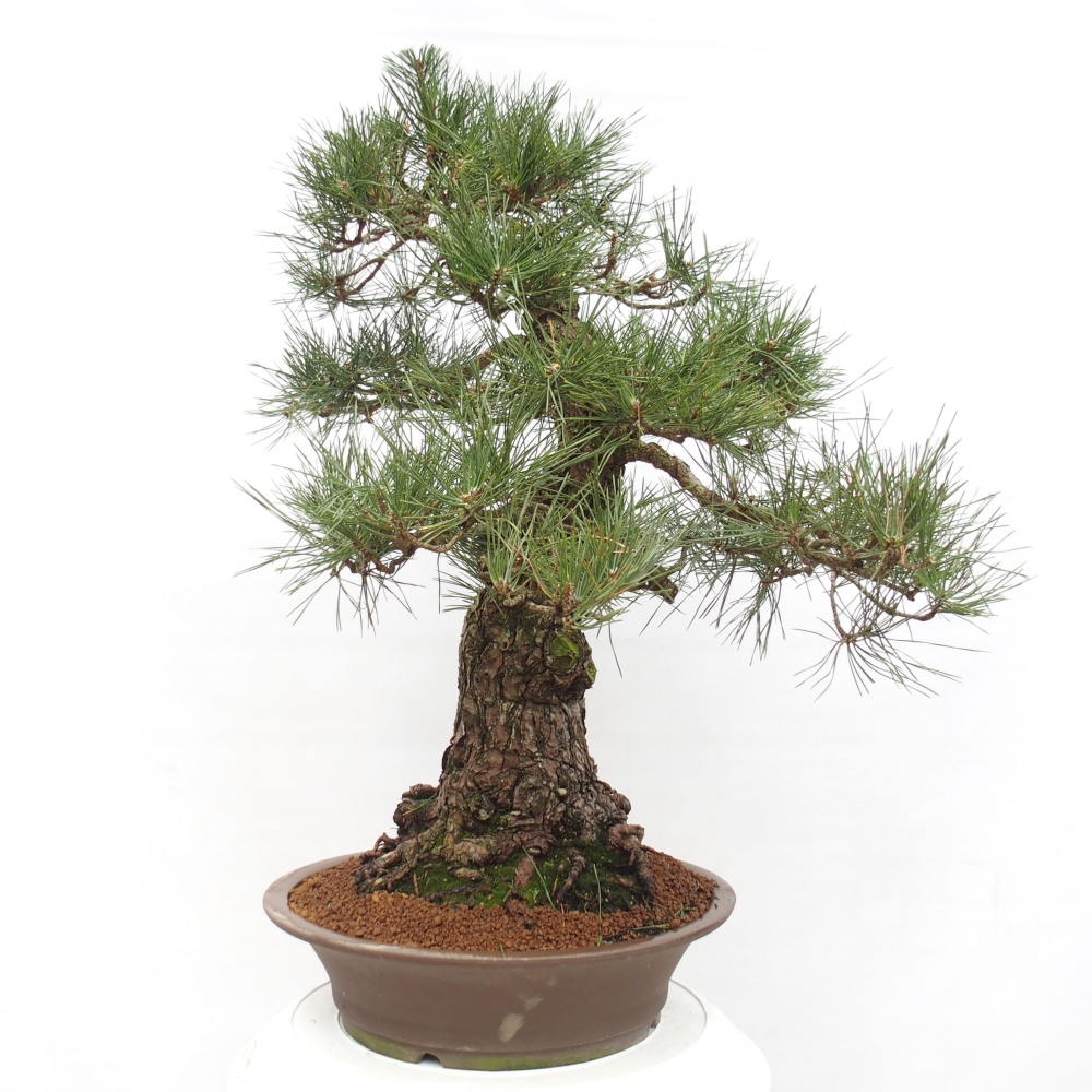 Outdoor-Bonsai - Pinus thunbergii - Thunbergkiefer