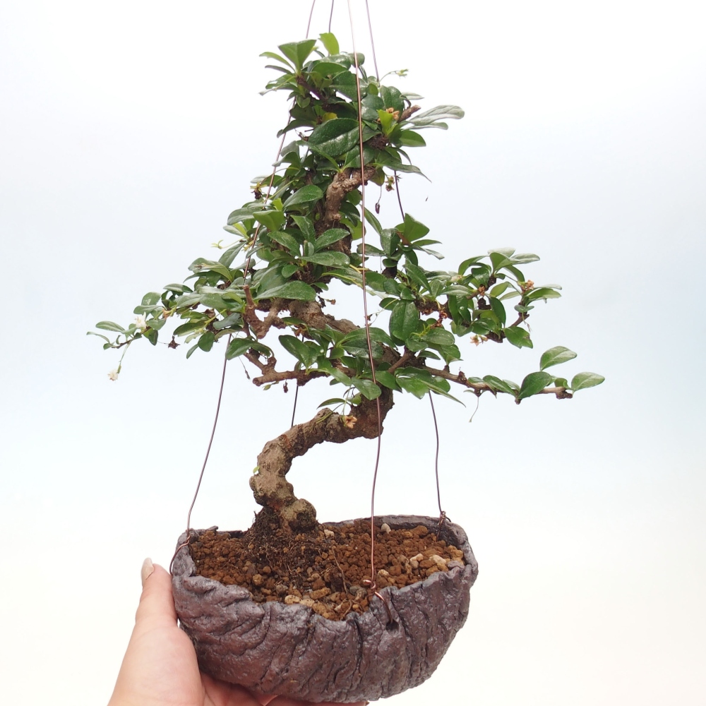 Kokedama in Keramik - Tee-Fuki - Carmona macrophylla