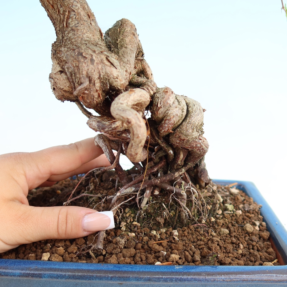 Bonsai für draußen - Karpinus Coreana - Koreanische Hainbuche