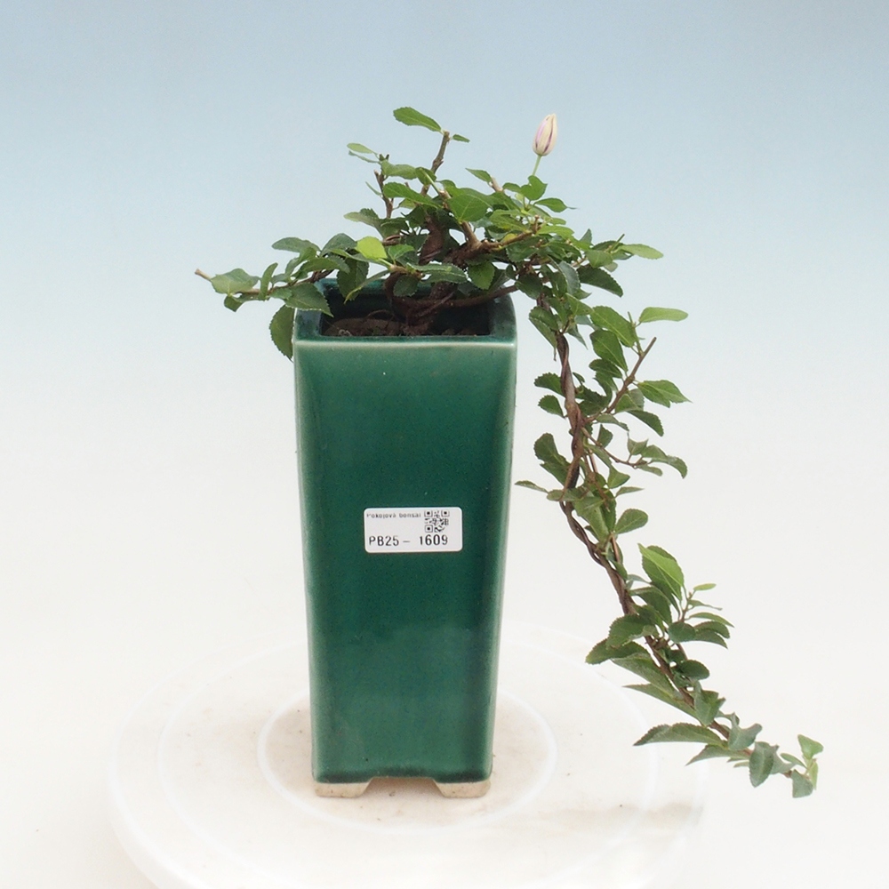 Zimmerbonsai - Grewia occidentalis - Lavendelstern