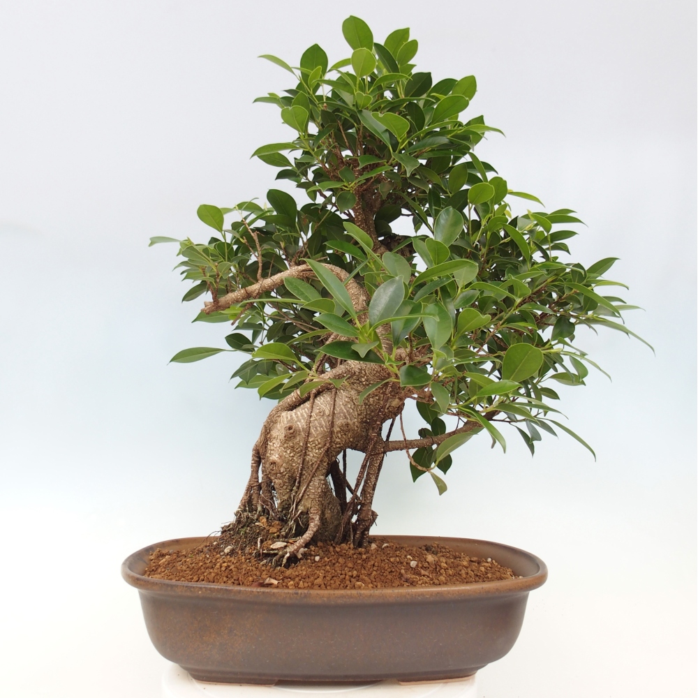 Zimmerbonsai - Ficus kimmen - kleinblättriger Ficus - NUR PERSÖNLICHE ABHOLUNG oder Palettentransport