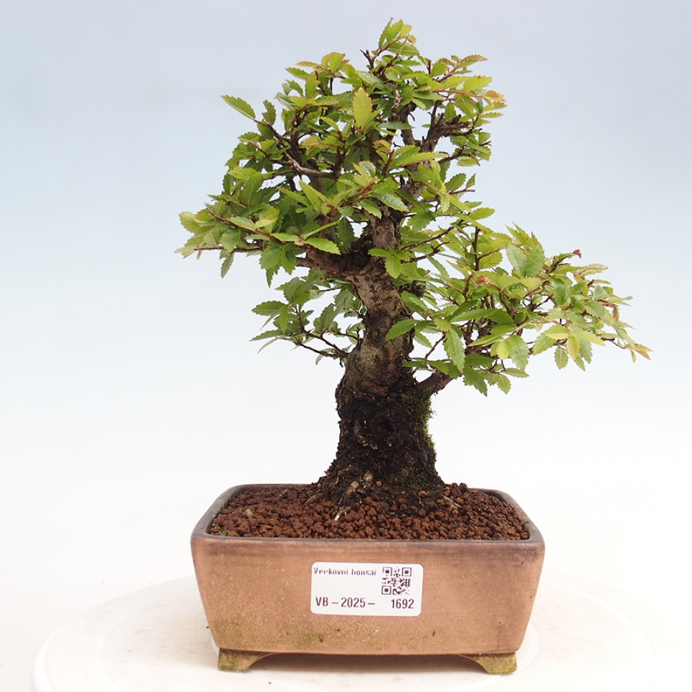 Bonsai im Freien - Zelkova - Zelkova NIRE