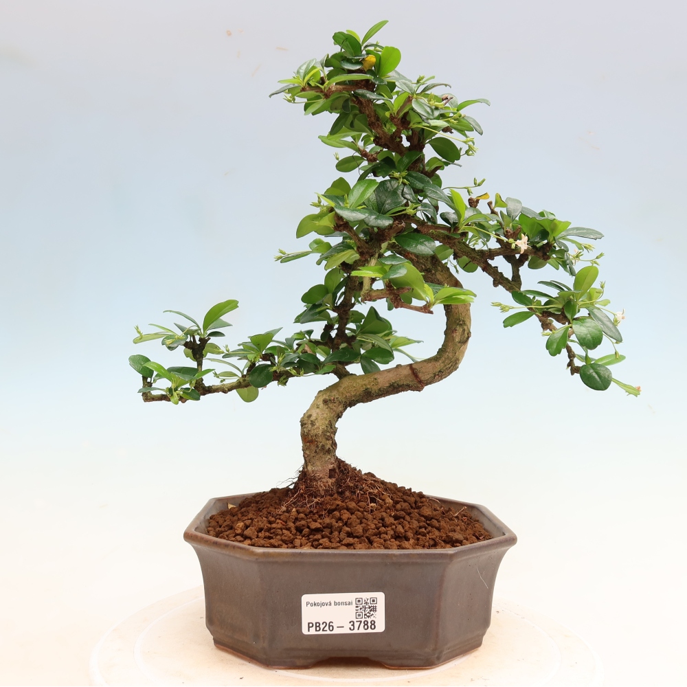 Zimmer-Bonsai - Carmona macrophylla - Tee-Fuki