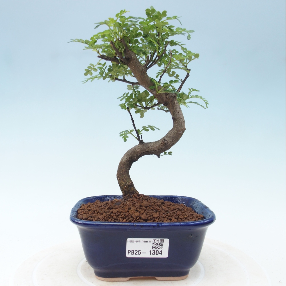 Indoor-Bonsai - Zantoxylum piperitum - Pfefferminze