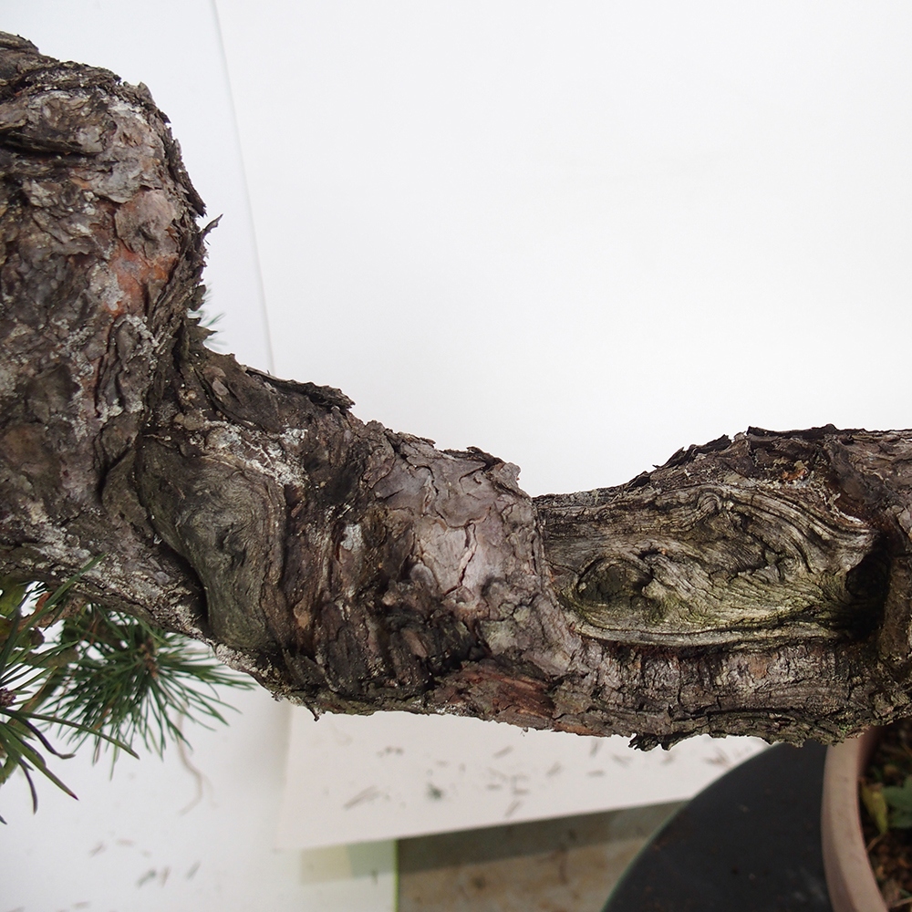 Yamadori - Pinus sylvestris Spanien