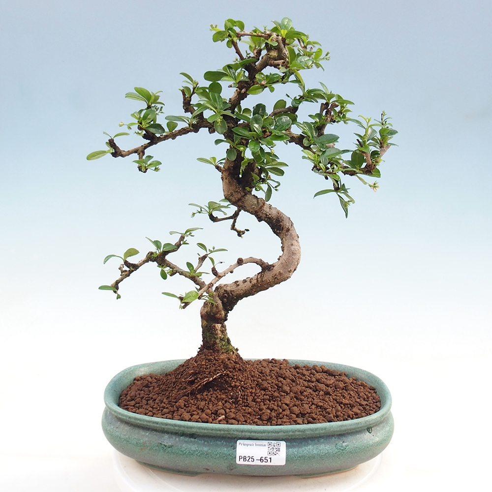 Indoor-Bonsai - Carmona macrophylla - Fuki-Tee