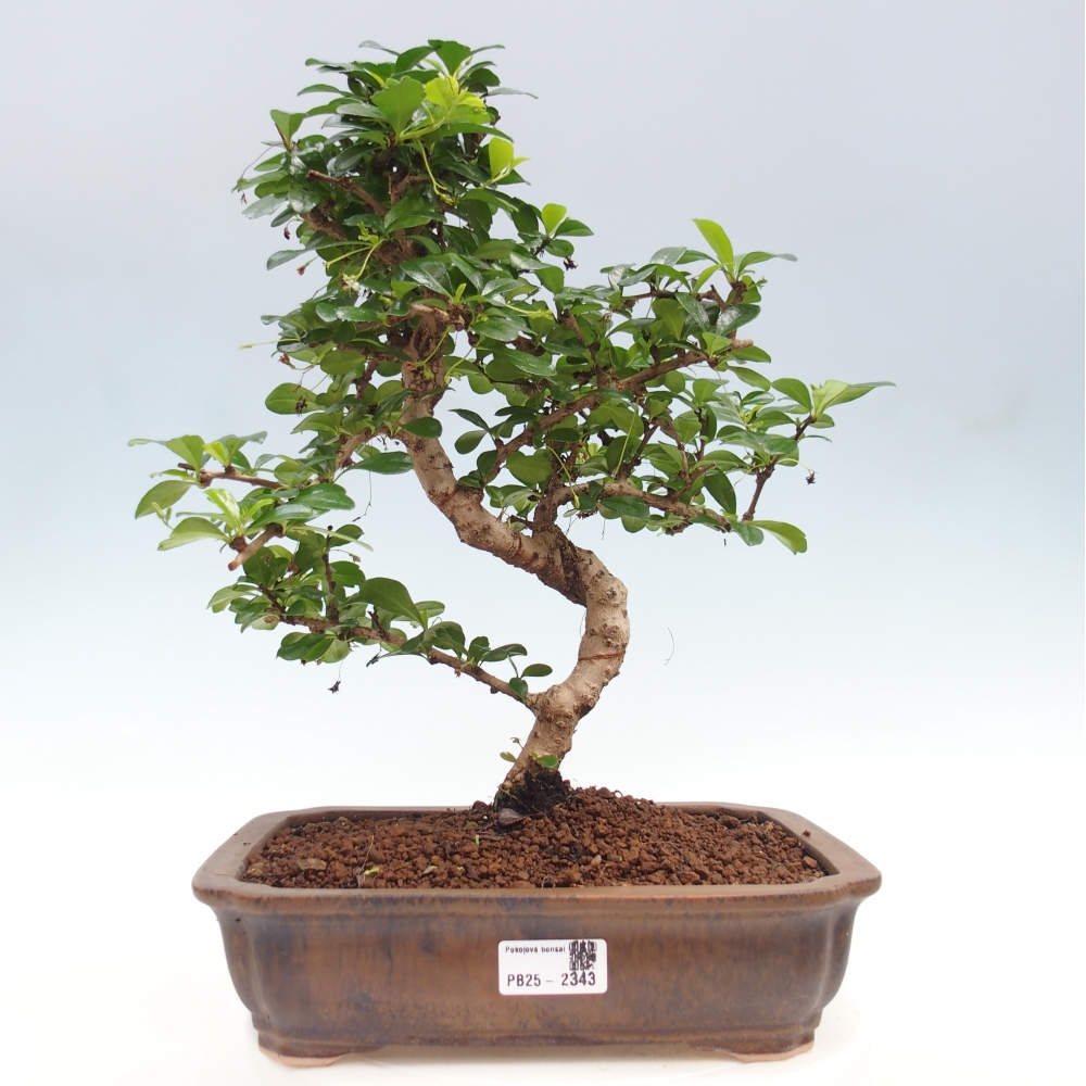 Zimmer Bonsai - Carmona macrophylla - Tea Fuki