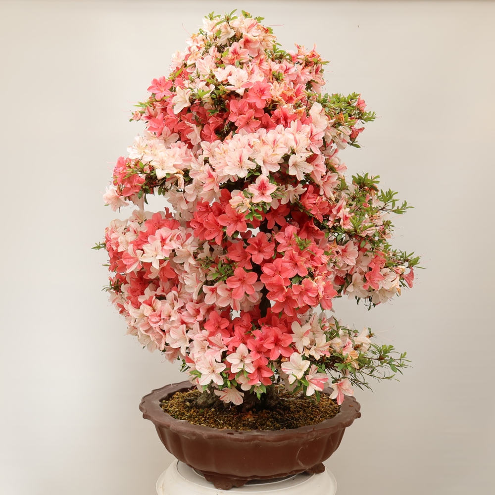 Bonsai für draußen - Japanische Azalee - Azalee Kinu-no-Hikari