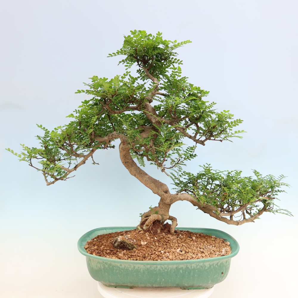 Zimmer Bonsai - Zantoxylum piperitum - Pfefferbaum