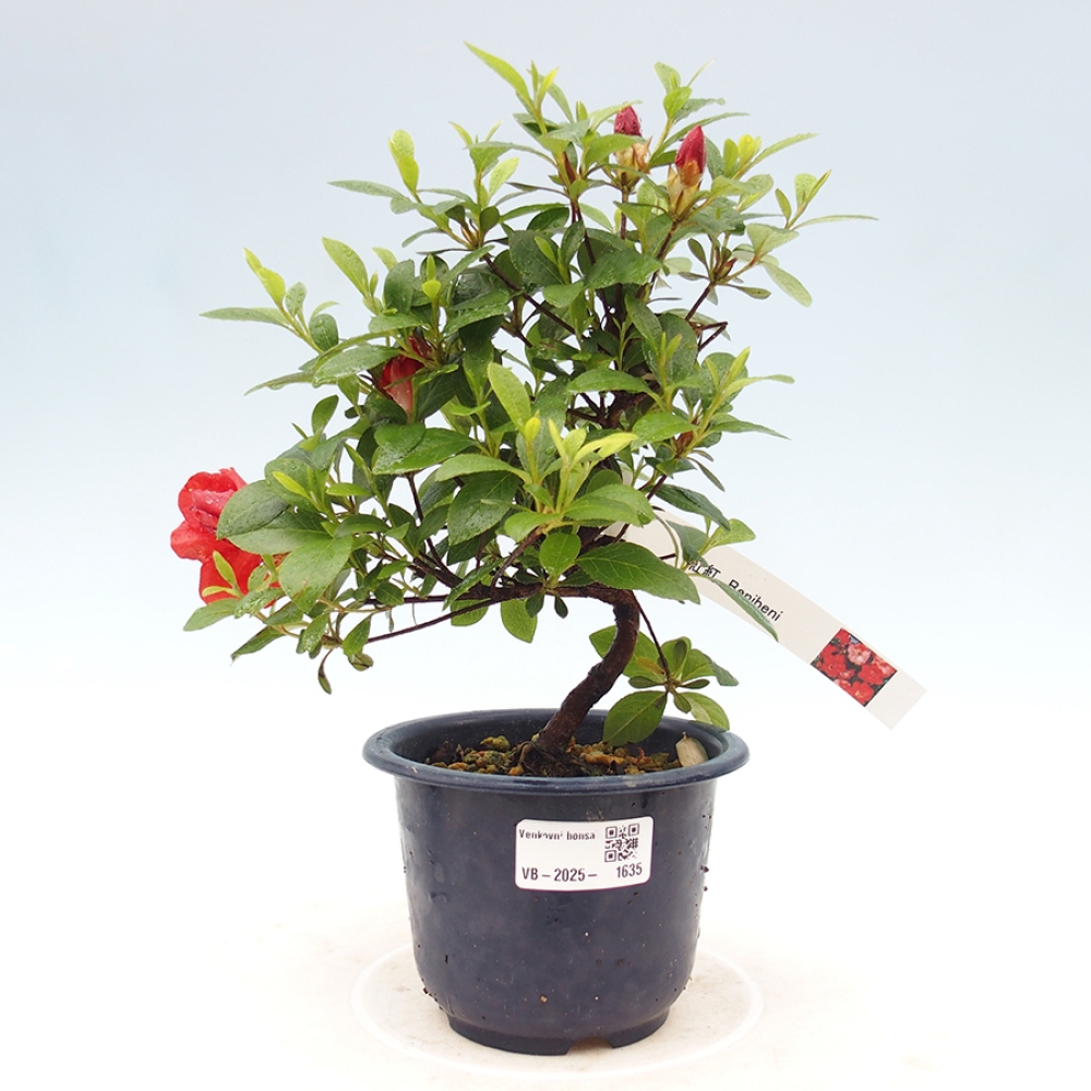 Bonsai im Freien - Japanische Azalee - Azalea Benibeni