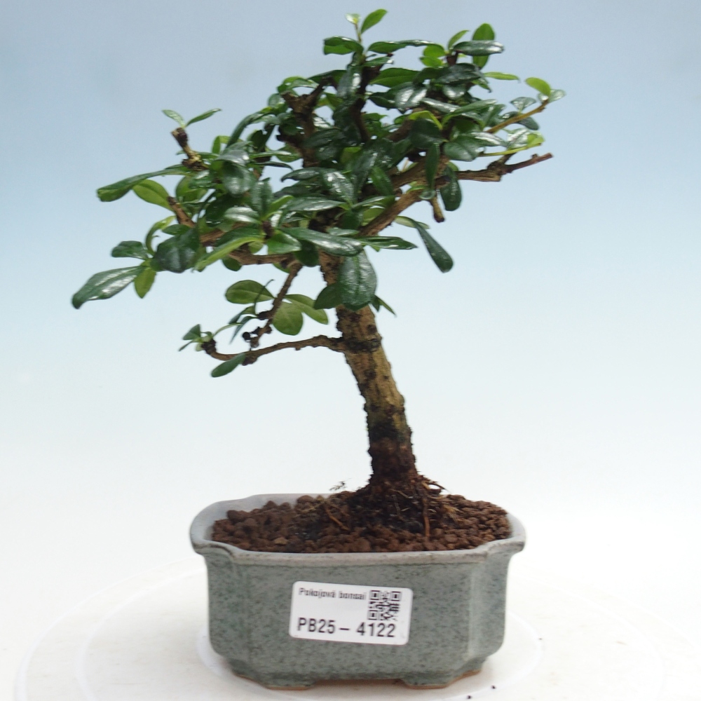 Zimmerbonsai - Carmona Macrophylla - Fuki-Tee