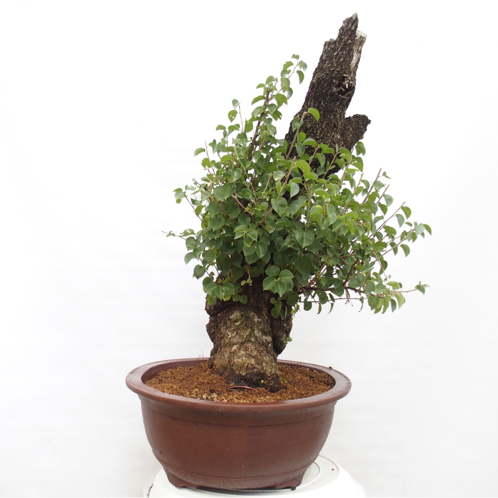 Bonsai im Freien - Mahalebka - Prunus mahaleb