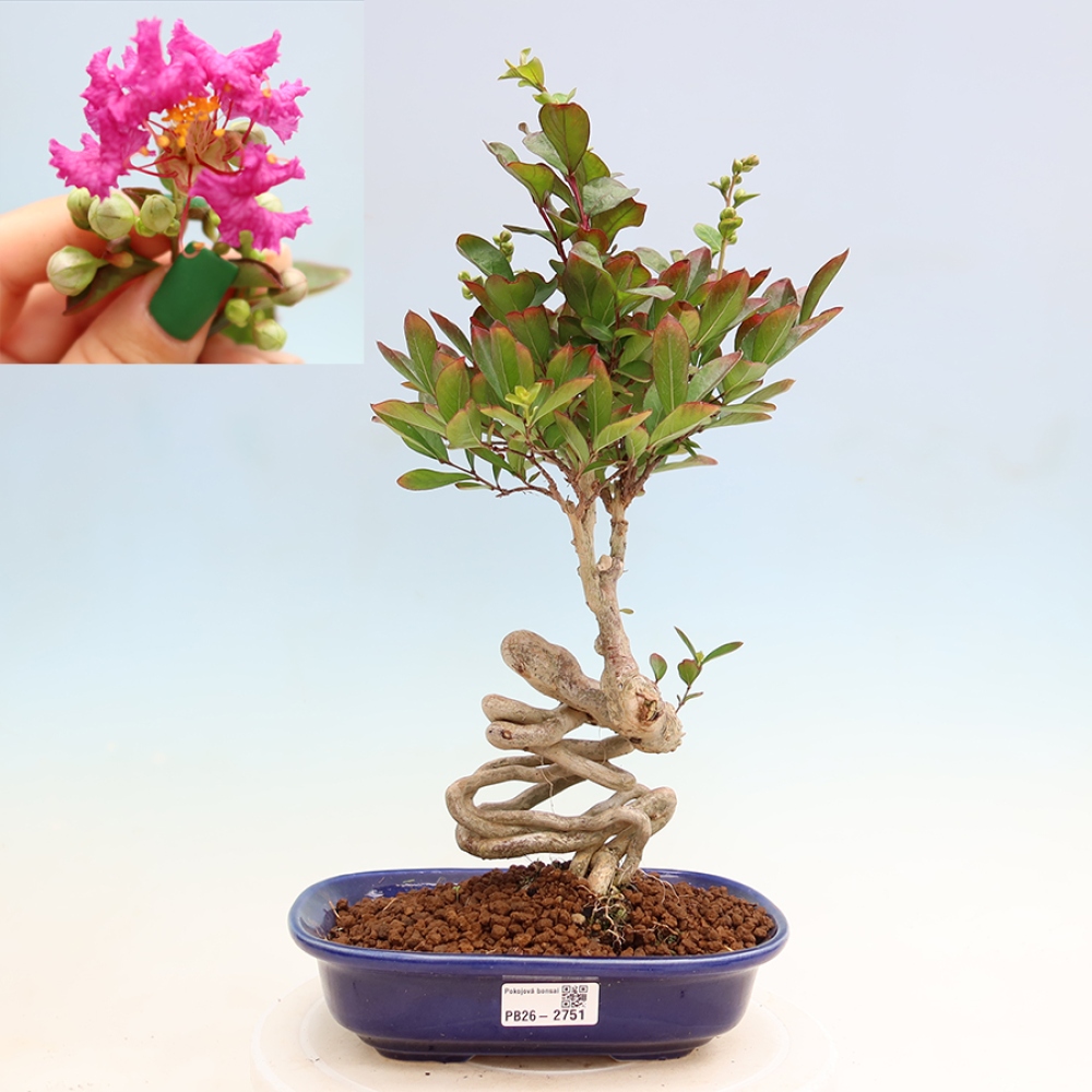 Zimmerbonsai – Lagerstroemia indica – Indischer Flieder