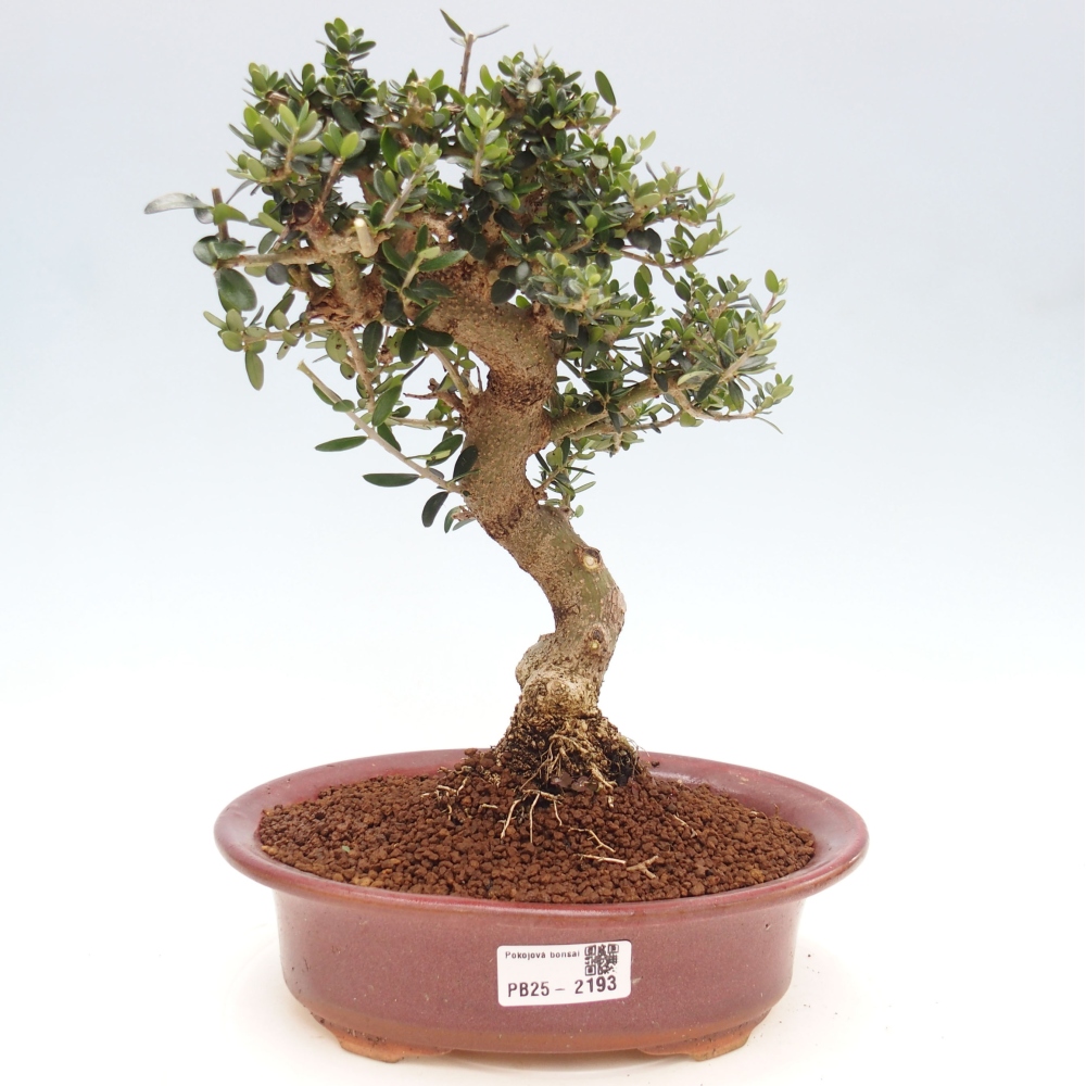 Indoor-Bonsai - Olea europaea sylvestris - Europäisches kleinblättriges Olivenöl
