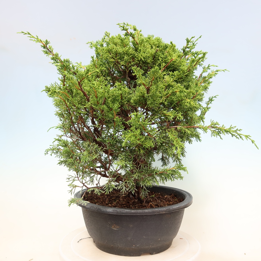 Bonsai für draußen - Juniperus chinensis Itoigawa-Juniperus chinensis