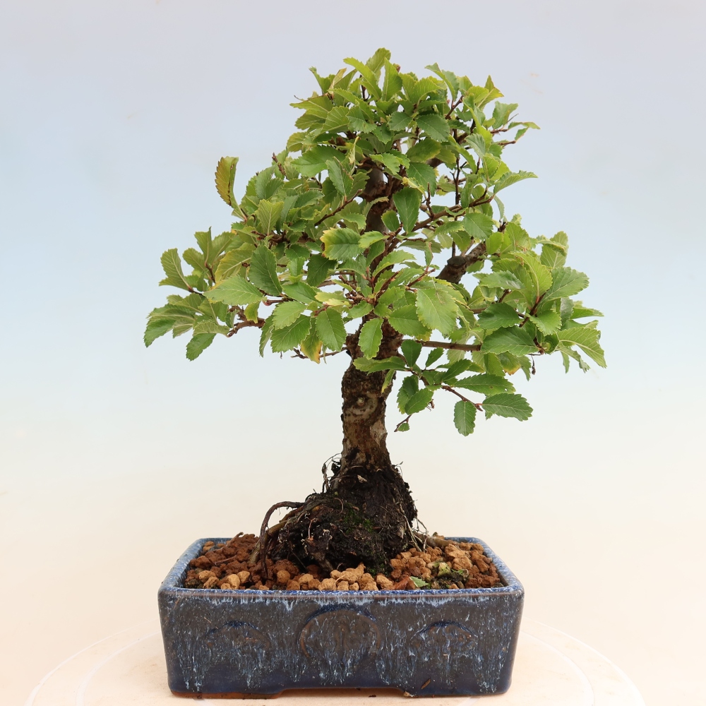 Bonsai für draußen - Zelkova - Zelkova NIRE