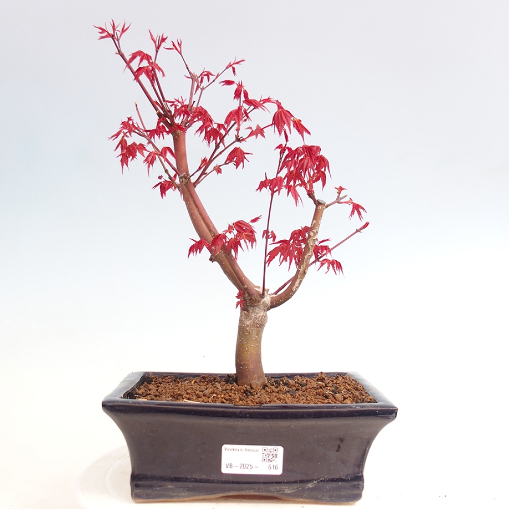 Outdoor bonsai - dlanitolistý klon - Acer palmatum DESHOJO