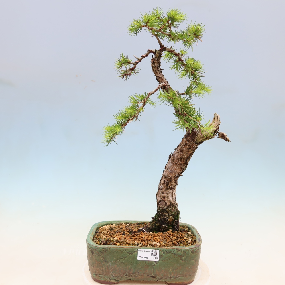 Bonsai für draußen -Larix decidua - Lärche