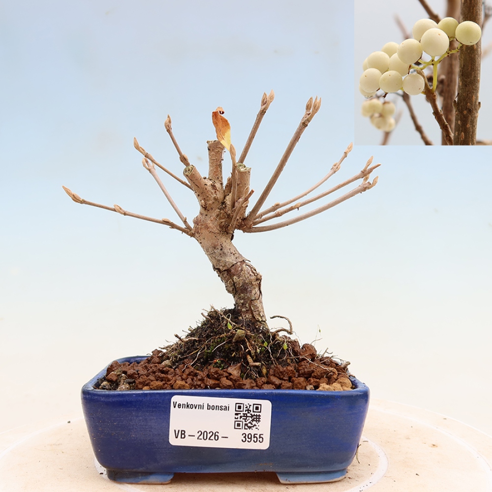 Bonsai für den Außenbereich – Callicarpa bodinieri „Snowqueen“ – Schönfrucht