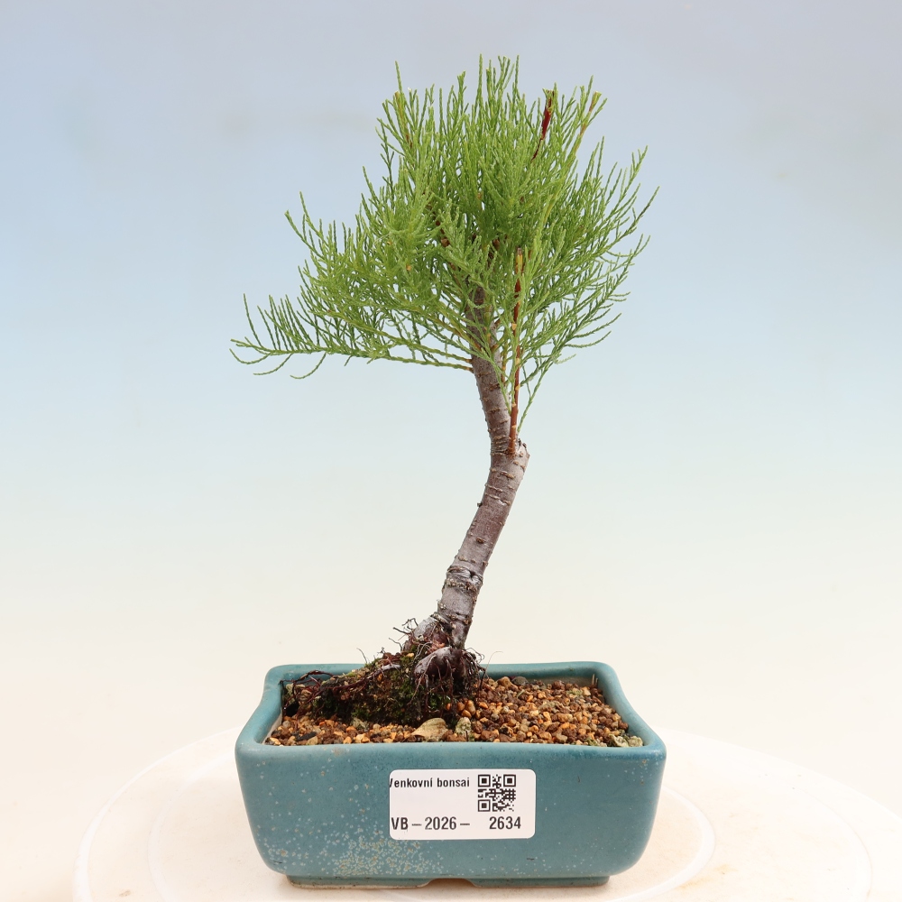 Bonsai für draußen - Tamariske - Tamarix
