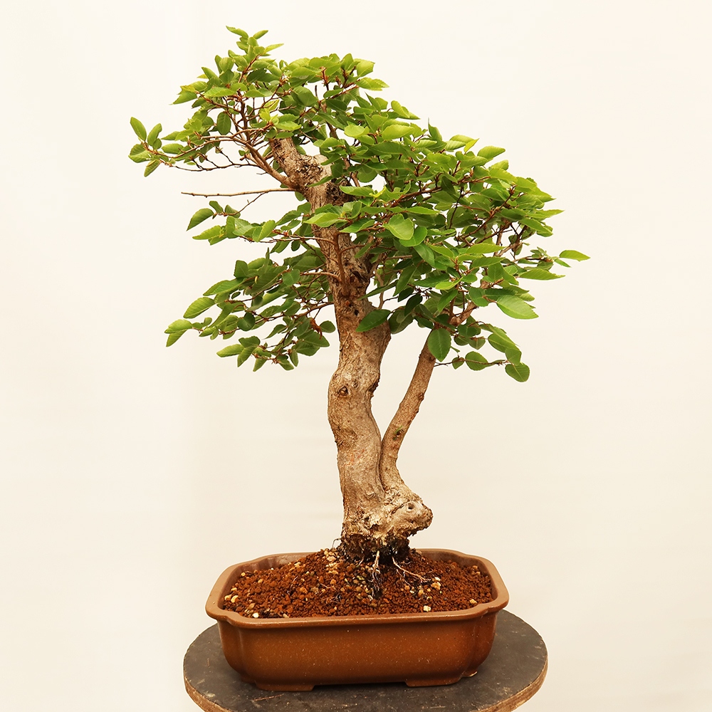 Bonsai im Freien - Carpinus Coreana - Koreanische Hainbuche