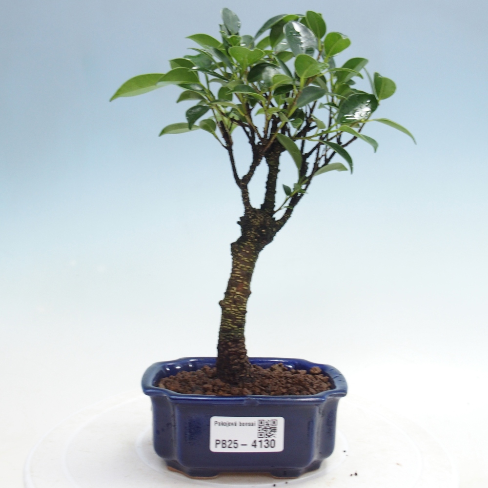 Zimmer Bonsai Ficus retusa kimmen