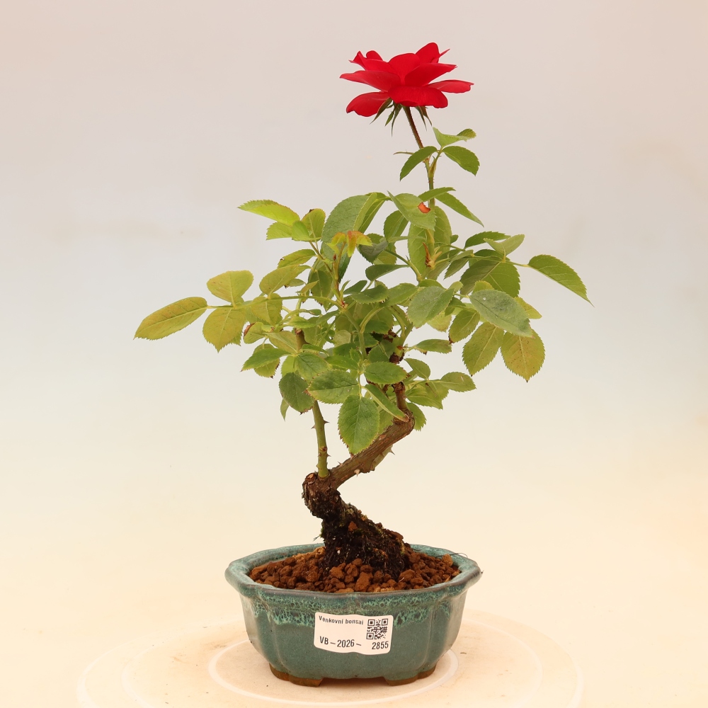 Bonsai für draußen - Rosa Kordes - Rose
