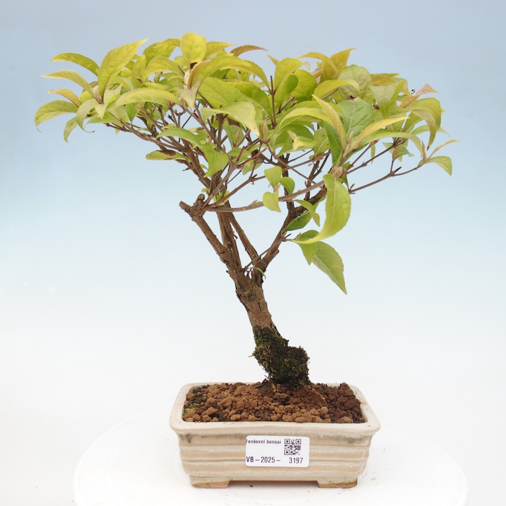 Bonsai im Freien - wunderschöne Pflanze - Callicarpa japonica