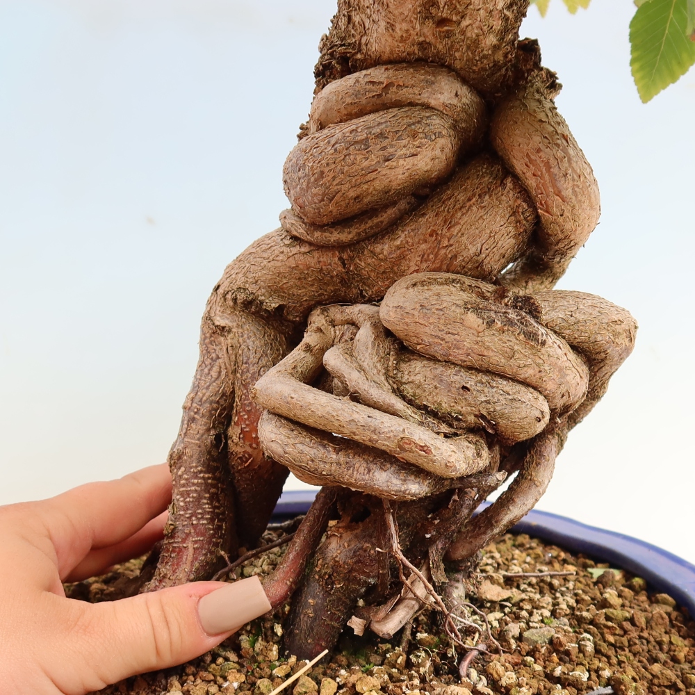 Bonsai für draußen -Carpinus CARPINOIDES - Koreanische Hainbuche