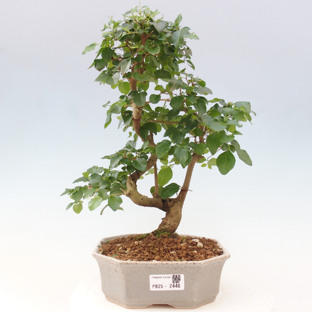 Indoor Bonsai -Ligustrum chinensis - Vogelschnabel
