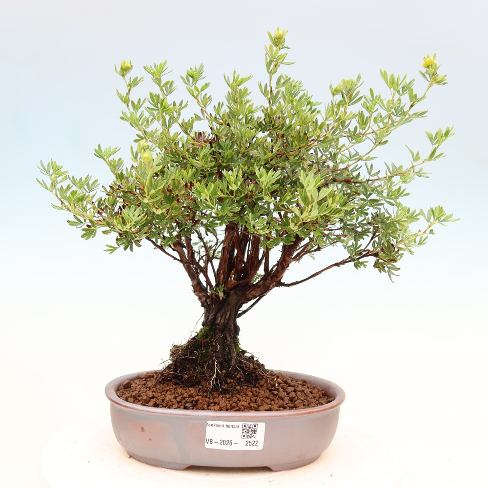 Bonsai für draußen - Potentila fruticosa