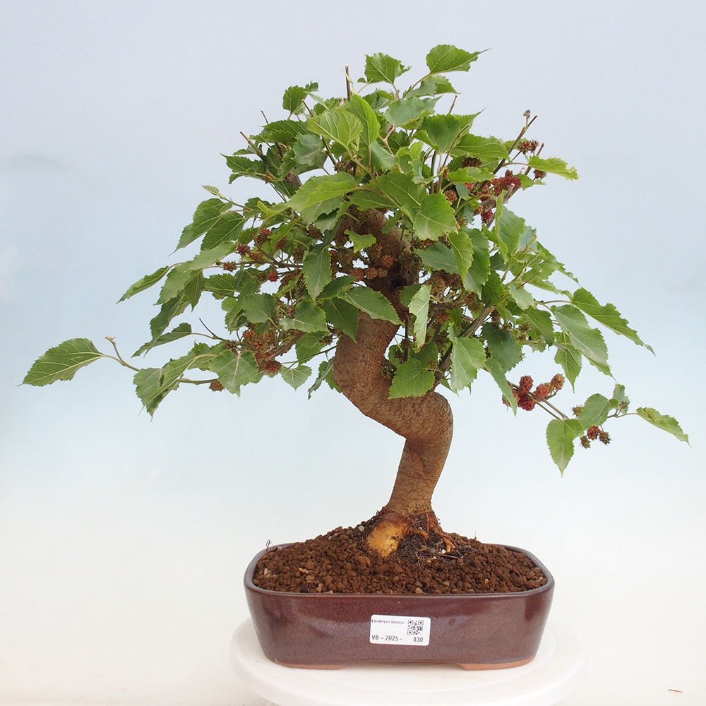 Bonsai im Freien - Morus alba - Maulbeere
