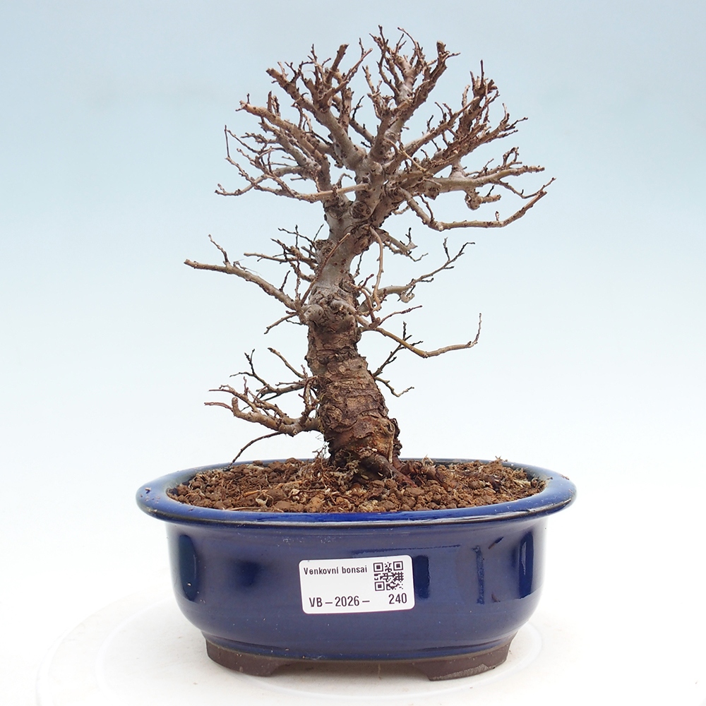 Bonsai für draußen - Zelkova - Zelkova NIRE