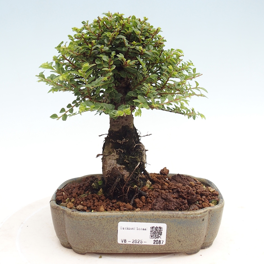 Bonsai im Freien - Ulmus parvifolia Hokkaido - Chinesische Ulme
