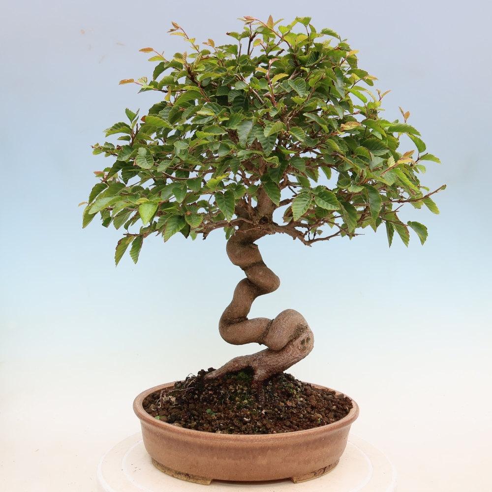 Bonsai für draußen - Karpinus Coreana - Koreanische Hainbuche