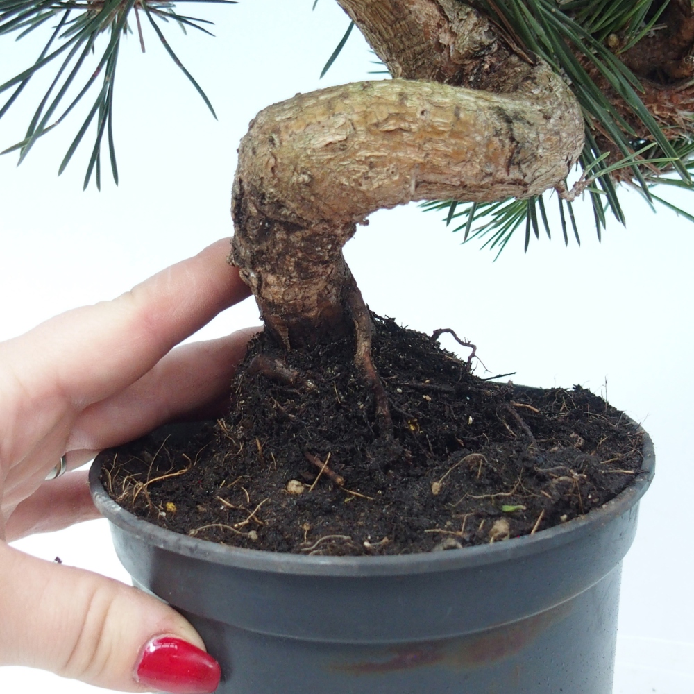 Bonsai für draußen - Pinus thunbergii senjyumaru - Thunberg-Kiefer